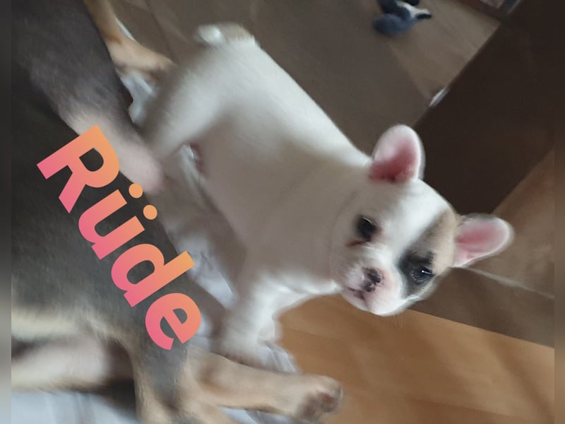 Adoptierst du mich   french fluffy