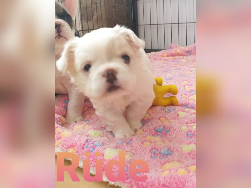 Adoptierst du mich   french fluffy