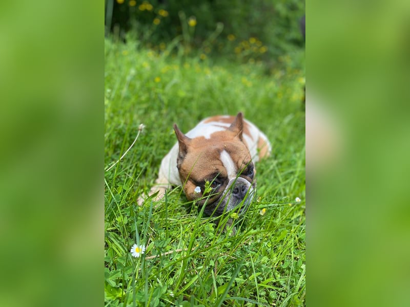 Coco - erwachsener French Bully Rüde