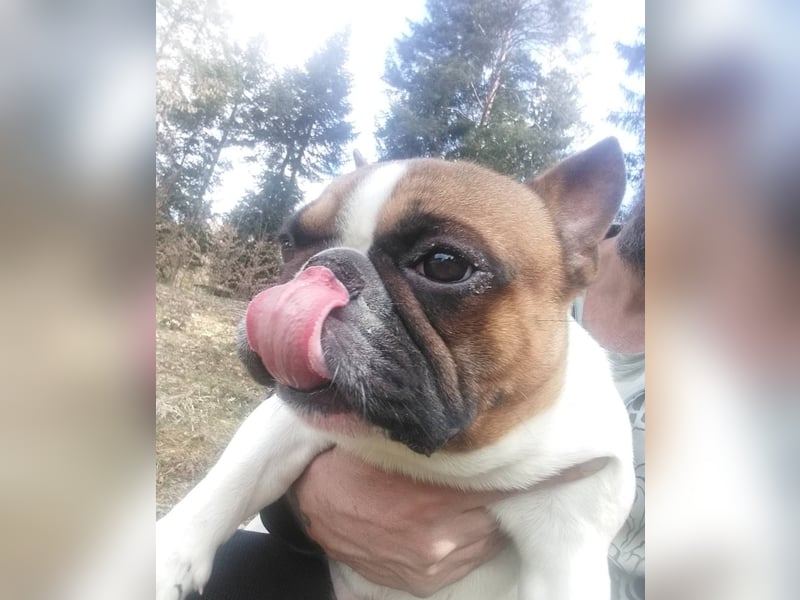 Coco - erwachsener French Bully Rüde