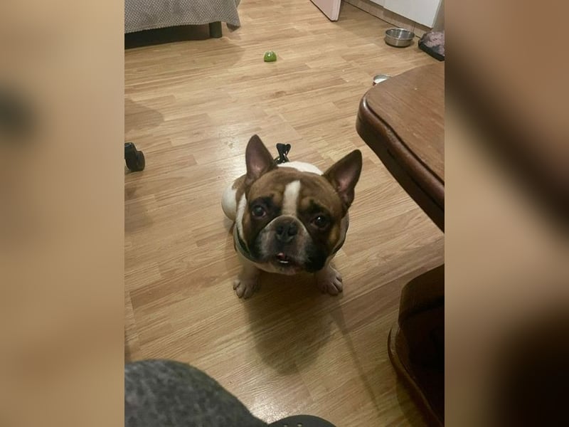Coco - erwachsener French Bully Rüde