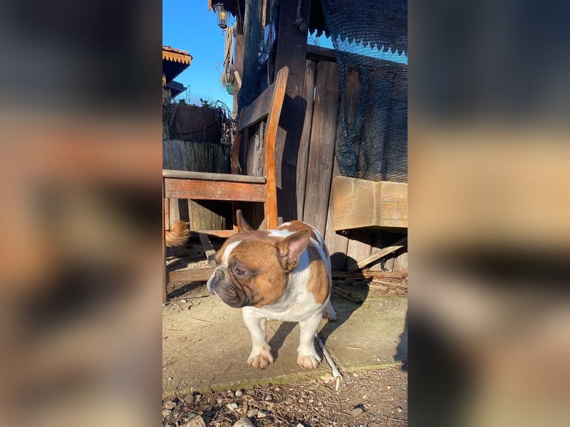 Coco - erwachsener French Bully Rüde