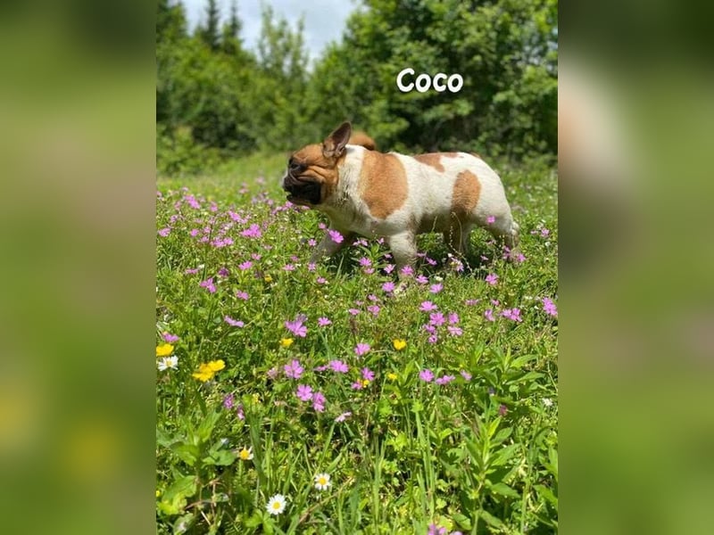 Coco - erwachsener French Bully Rüde