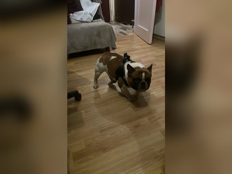 Coco - erwachsener French Bully Rüde