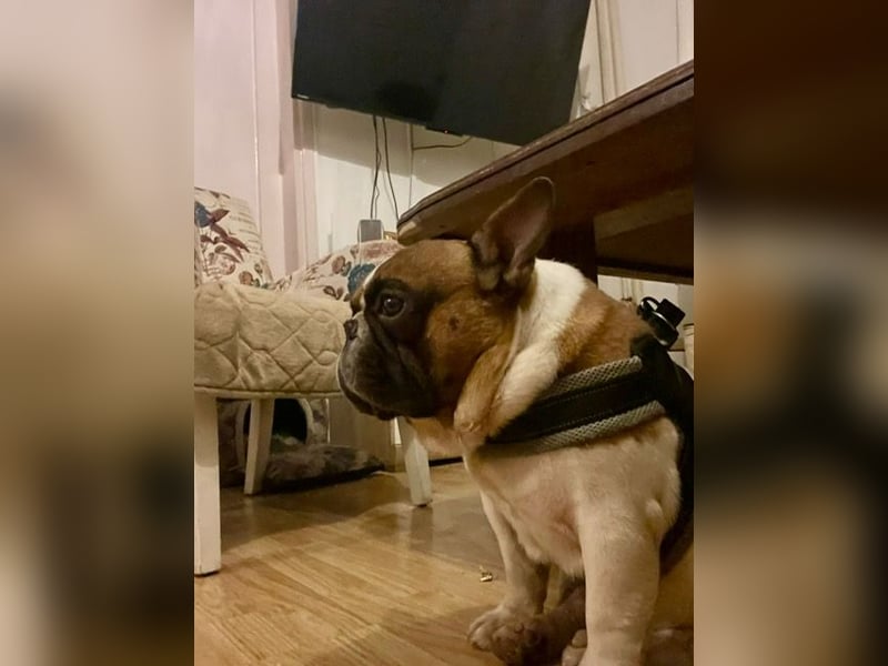 Coco - erwachsener French Bully Rüde