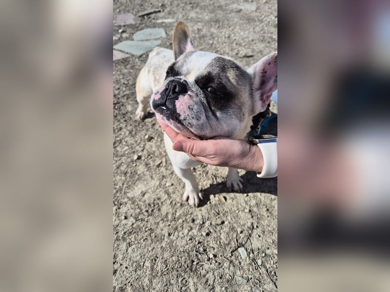 Sultan, unser Knutschgesicht