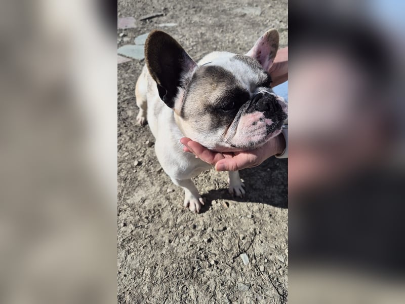 Sultan, unser Knutschgesicht