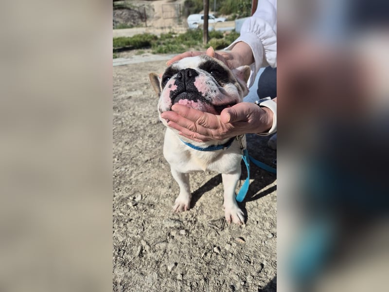 Sultan, unser Knutschgesicht