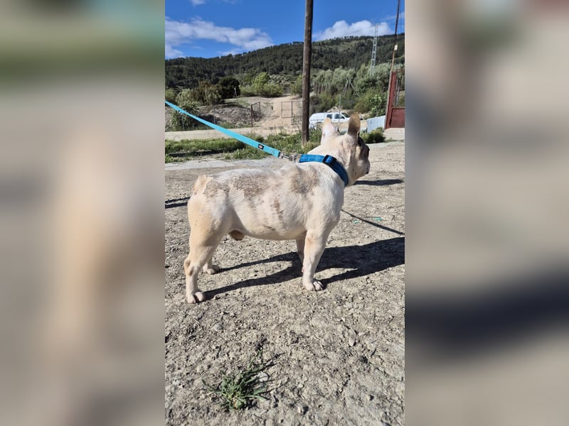 Sultan, unser Knutschgesicht