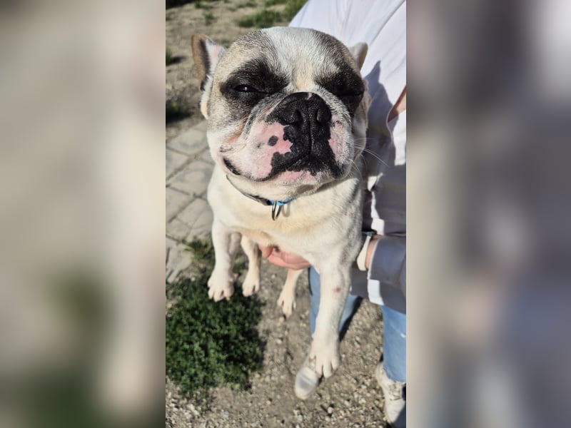Sultan, unser Knutschgesicht