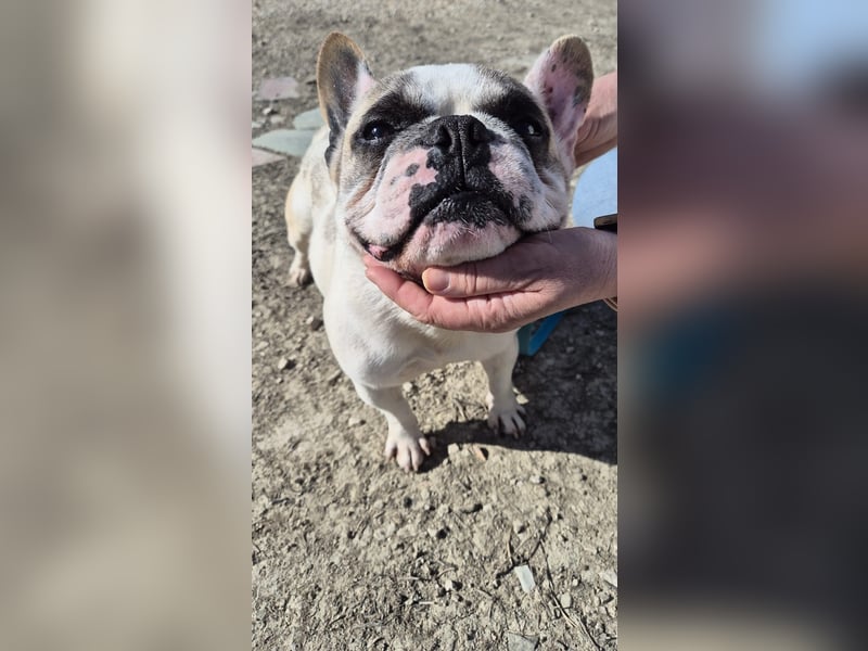 Sultan, unser Knutschgesicht
