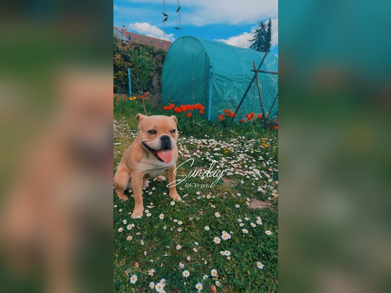 Traumhund sucht neues Zuhause - Bulldogge