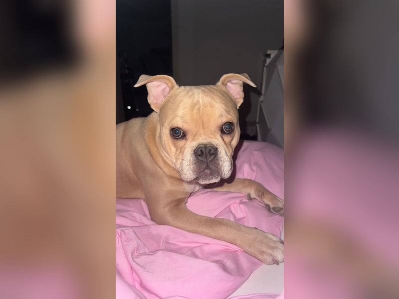 Traumhund sucht neues Zuhause - Bulldogge