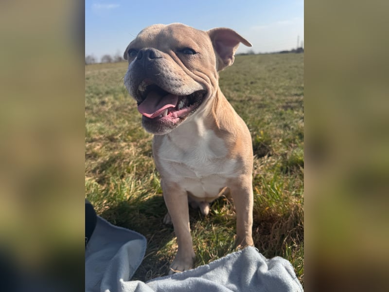 Traumhund sucht neues Zuhause - Bulldogge