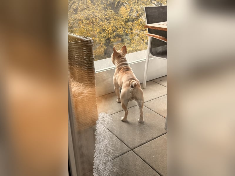 French Bulldog 12.10.21