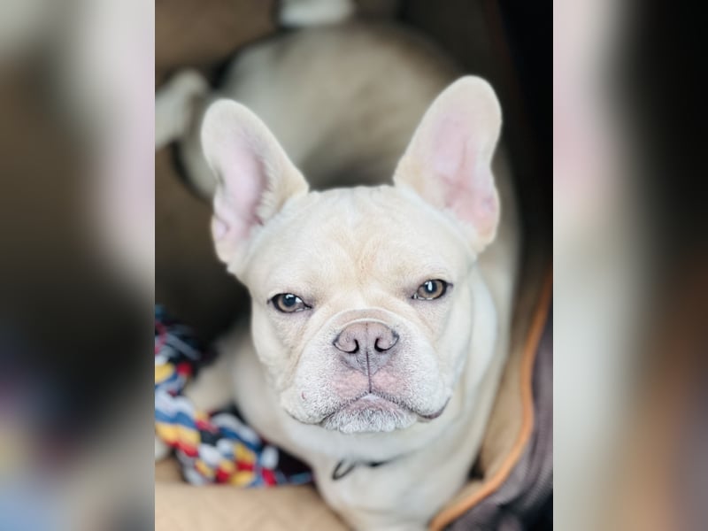 French Bulldog 12.10.21