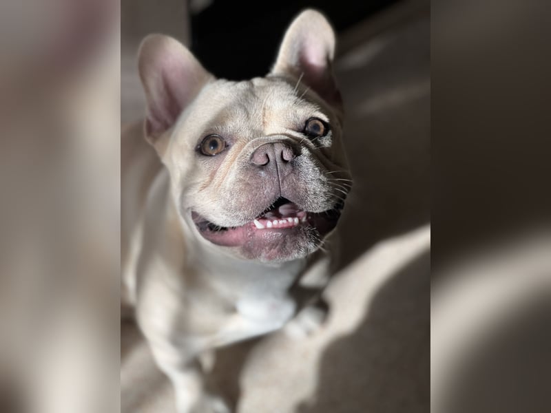 French Bulldog 12.10.21