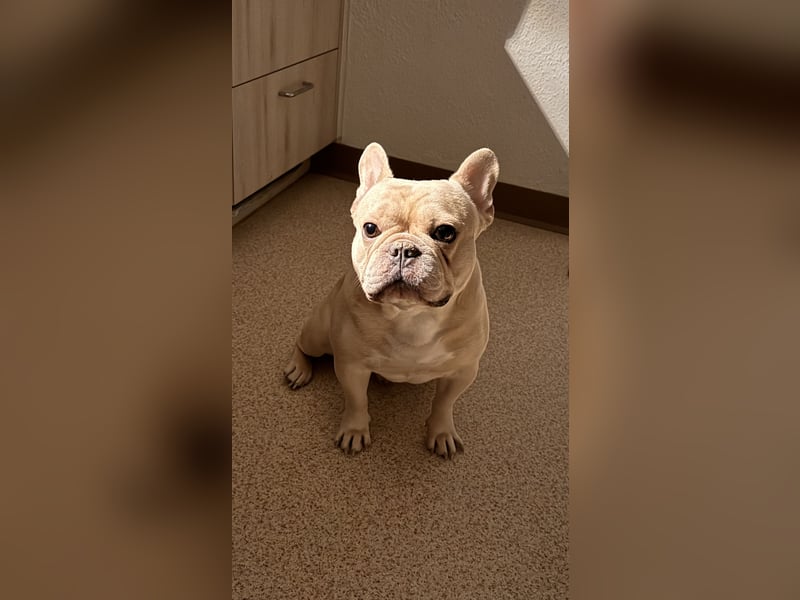 French Bulldog 12.10.21