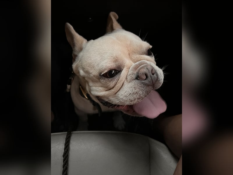 French Bulldog 12.10.21