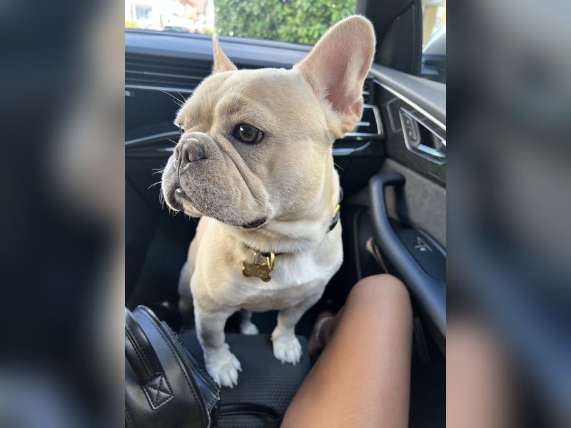 French Bulldog 12.10.21
