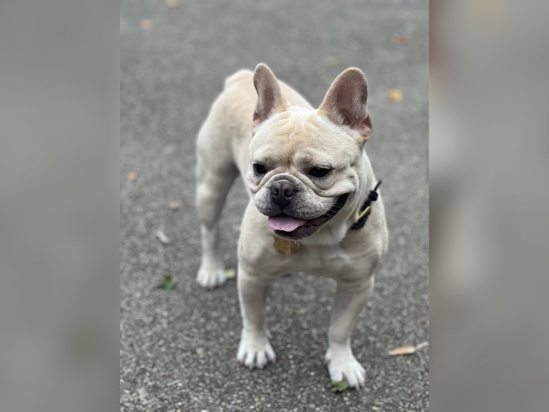 French Bulldog 12.10.21