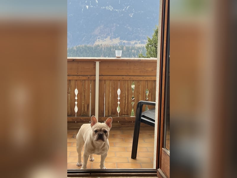 French Bulldog 12.10.21
