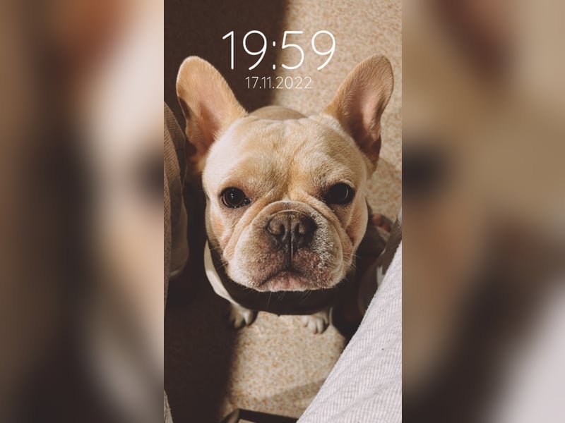 French Bulldog 12.10.21