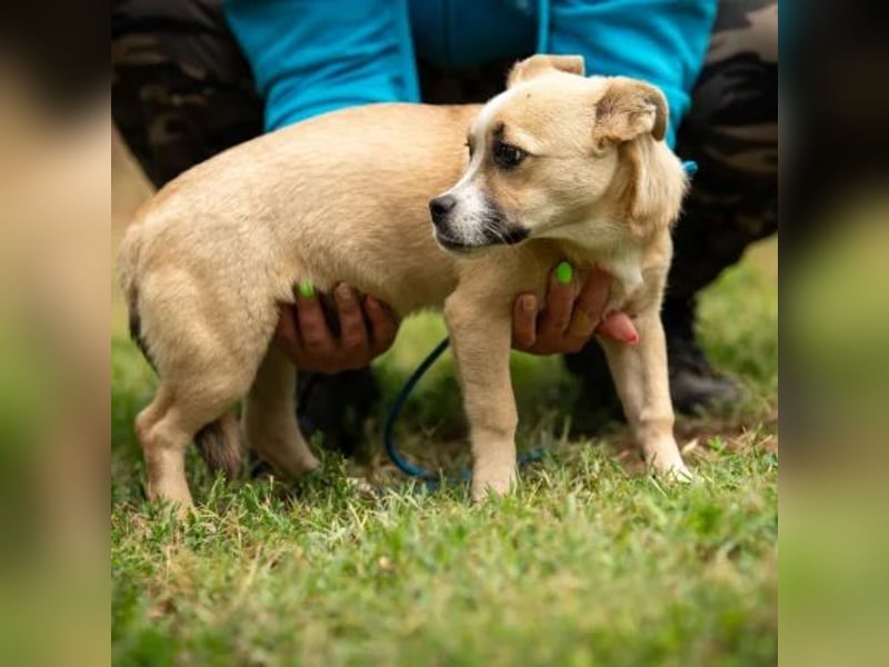 Luan