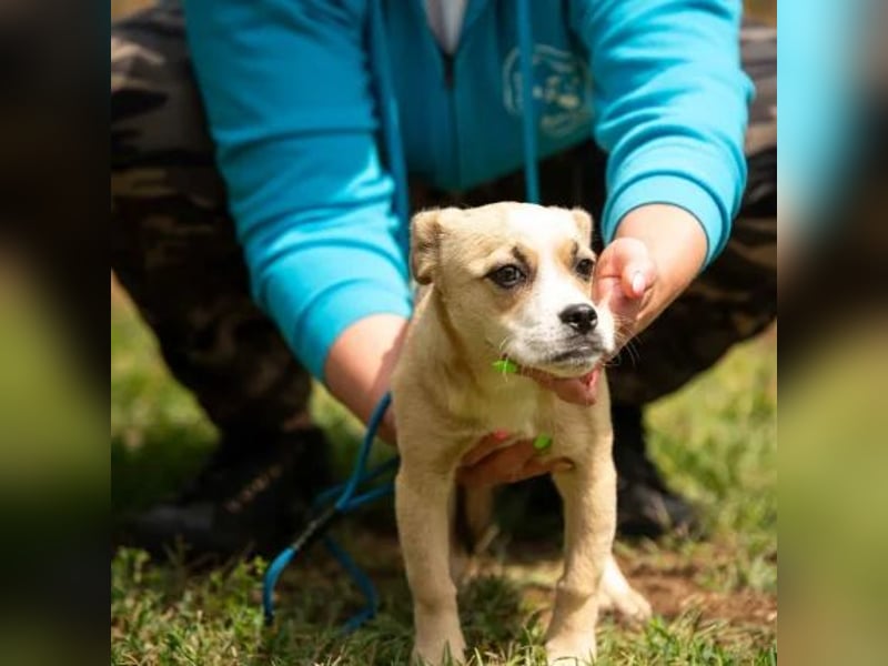 Luan
