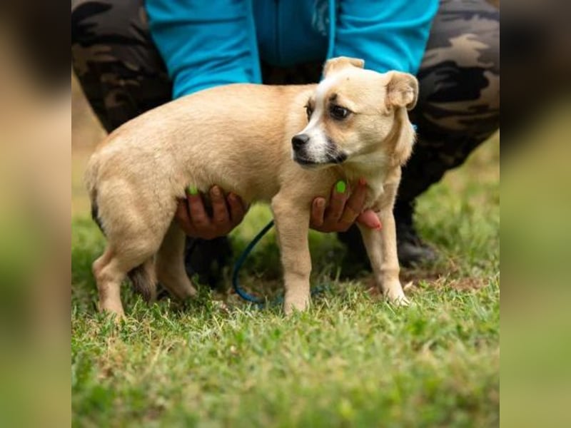 Luan