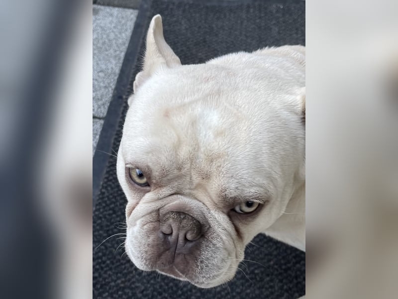 Französische Bulldogge Rüde 11 Monate Welpe