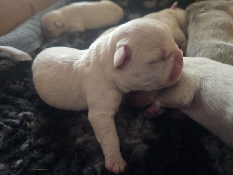 Französische Bulldoggen Welpen
