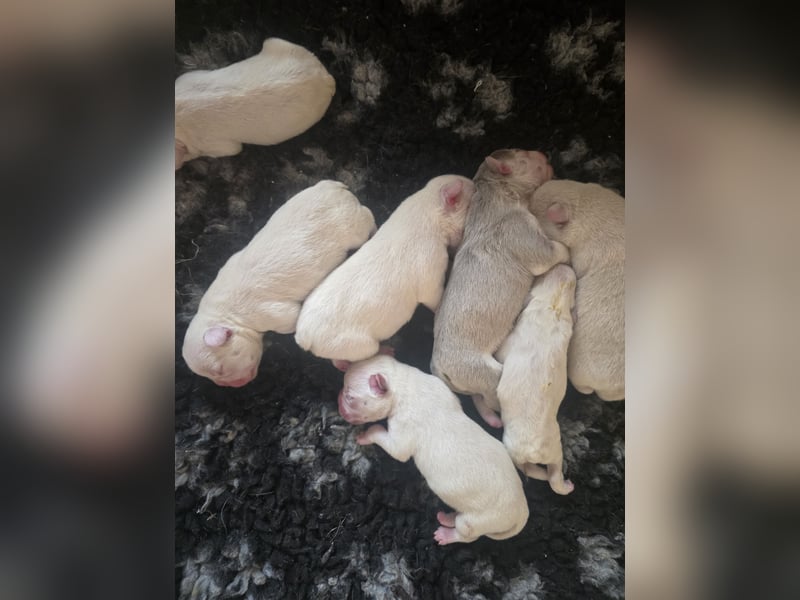 Französische Bulldoggen Welpen