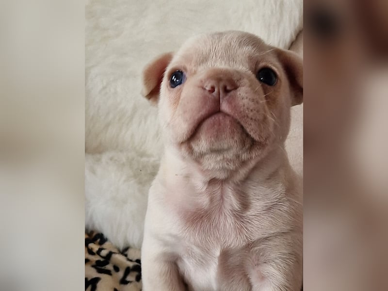 Französische Bulldoggen Welpen