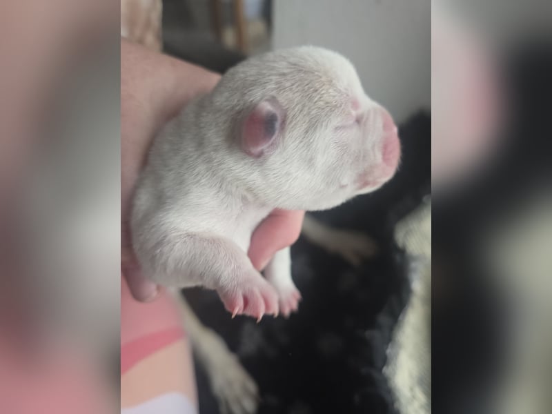 Französische Bulldoggen Welpen