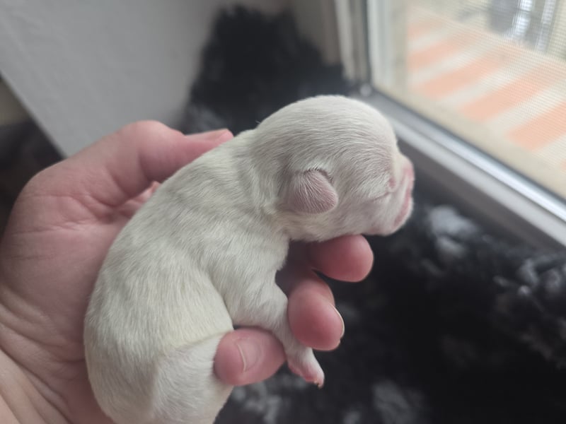 Französische Bulldoggen Welpen