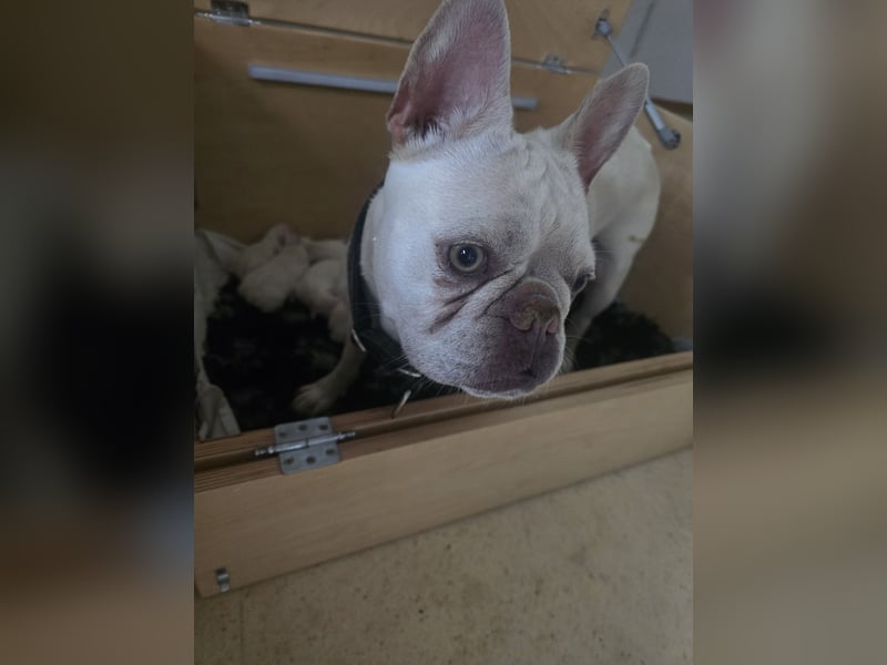 Französische Bulldoggen Welpen