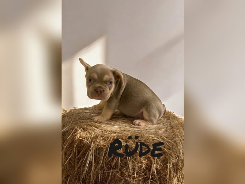 Französische Bulldoggen 3.0 www.blackforestbulldogs.de