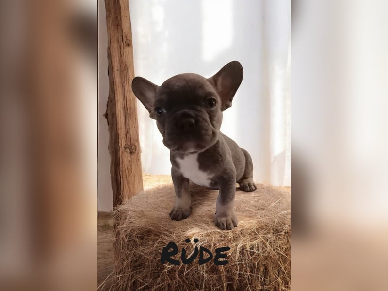 Französische Bulldoggen 3.0 www.blackforestbulldogs.de