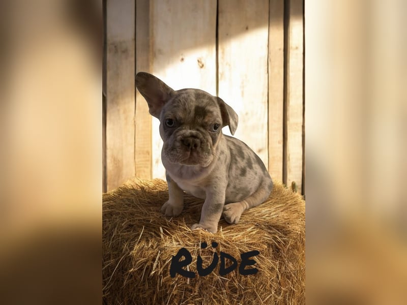Französische Bulldoggen 3.0 www.blackforestbulldogs.de