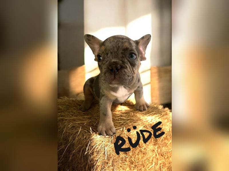 Französische Bulldoggen 3.0 www.blackforestbulldogs.de
