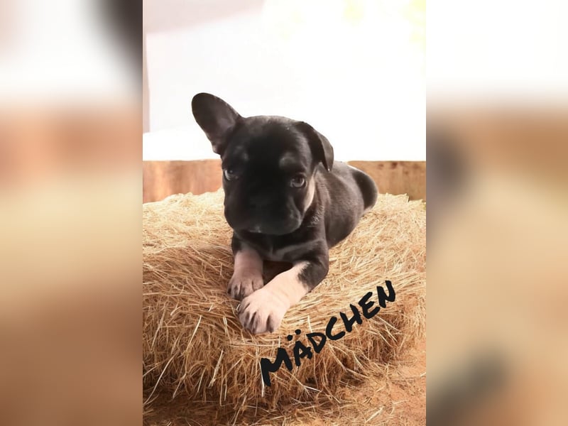Französische Bulldoggen 3.0 www.blackforestbulldogs.de