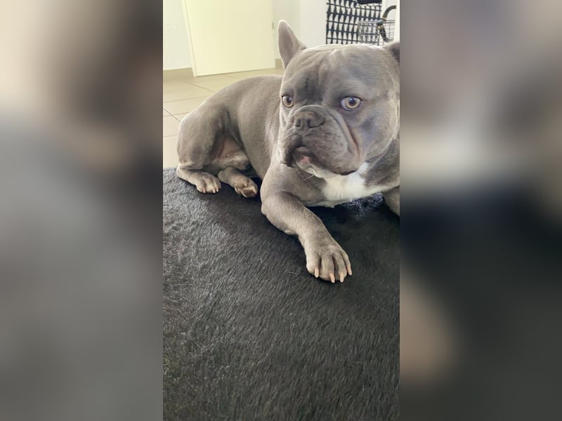 Französische Bulldogge rüde 5 Jahre sucht neues Zuhause