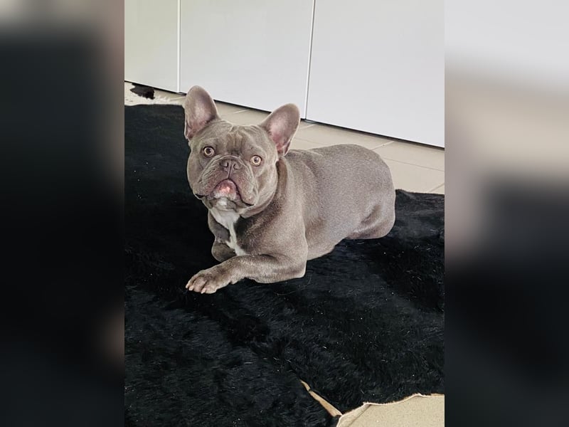 Französische Bulldogge rüde 5 Jahre sucht neues Zuhause