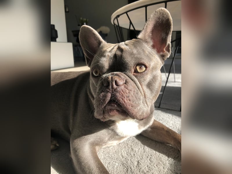 Französische Bulldogge rüde 5 Jahre sucht neues Zuhause