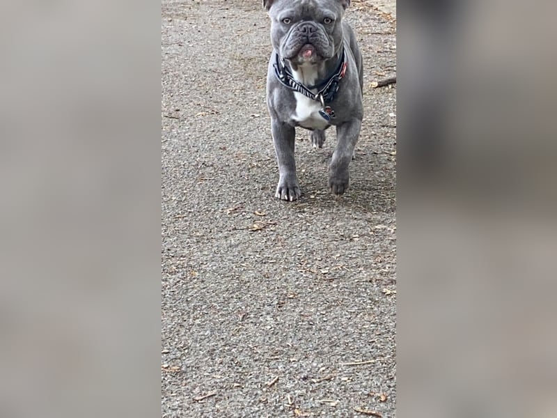 Französische Bulldogge rüde 5 Jahre sucht neues Zuhause