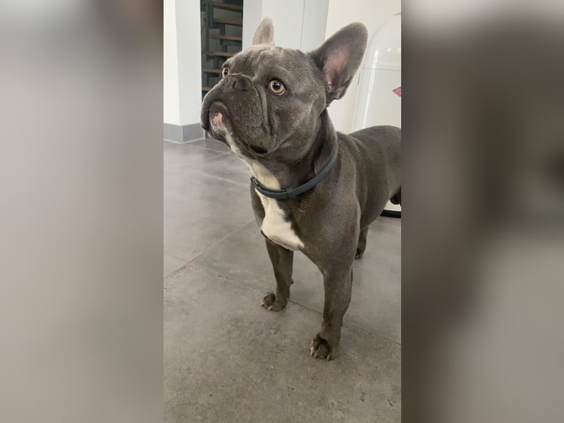 Französische Bulldogge rüde 5 Jahre sucht neues Zuhause