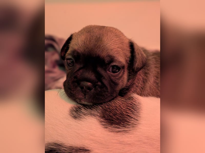 85% Bully 15% Chihuahua Welpen suchen ihre Familien!