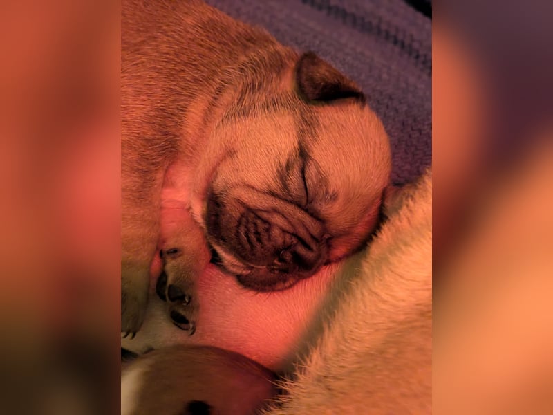 85% Bully 15% Chihuahua Welpen suchen ihre Familien!