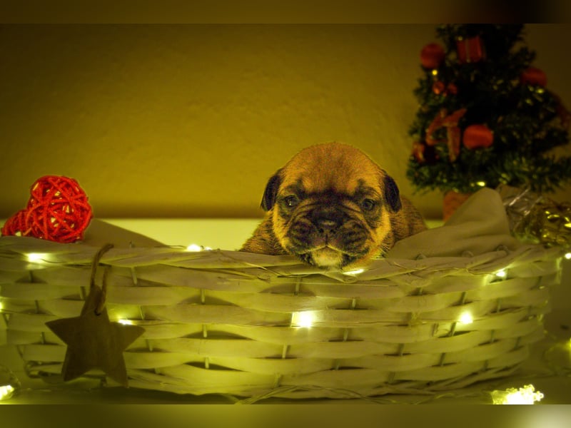 85% Bully 15% Chihuahua Welpen suchen ihre Familien!